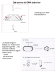 Nessun titolo diapositiva