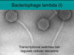 Bacteriophage lambda (l)