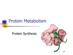 Protein Metabolism - Orange Coast College