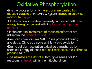 Oxidative Phosphorylation - Study in Universal Science College