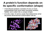 A protein’s function depends on its specific conformation