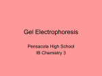 Gel Electrophoresis - PHS International Baccalaureate