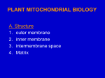 MITOCHONDRIA BIOLOGY - web.biosci.utexas.edu