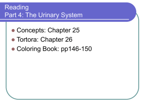 Reading Part 4: The Urinary System