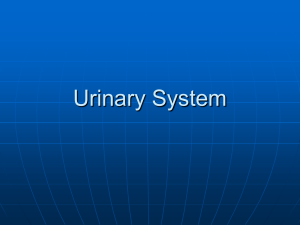 Urinary System - North Seattle College