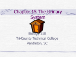 Chapter 15 The Urinary System - Tri