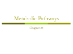 Metabolic Pathways - University of California, Santa Barbara