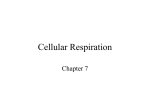 Cellular Respiration - Home - Mrs. Guida's AP Biology Class