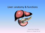 Liver: anatomy & functions