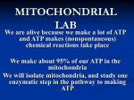 Mitochondrial Lab - University of Colorado Denver