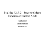 Big Idea #2 & 3: Structure Meets Function of Nucleic Acids