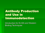 Antibody Production and Use in Immunodetection