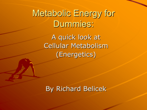 Metabolic Energy - Metabolism Foundation