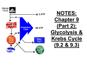 Chapter 9: Glycolysis & Krebs Cycle