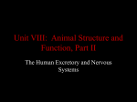 Unit VIII: Animal Structure and Function, Part II