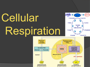 Biology 5.3 Cellular Respiration - Chemistry