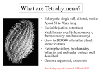 What are Tetrahymena? - Department of Biological Sciences