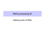 RNA processing #1