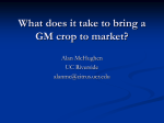 What does it take to bring a GM crop to market?