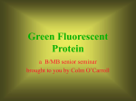 Green Fluorescent Protein