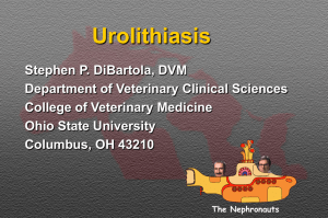 Urolithiasis - Ohio State University