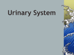Urinary System - ANATOMY AND PHYSIOLOGY
