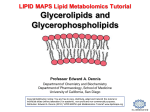 Glycerolipids and Glycerophospholipids