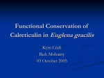 Functional Conservation of Calreticulin in Euglena gracilis