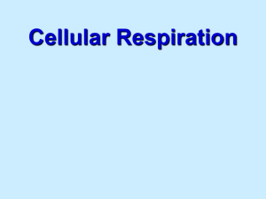 Cellular Respiration - Esperanza High School