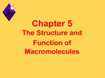 Macromolecules - Thornapple Kellogg High School