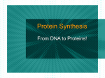 Protein Synthesis