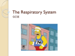 The Respiratory System