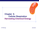 Phosphorylation - W E B . W H R S D . O R G: Personal Web