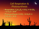 Cell Respiration & Photosynthesis