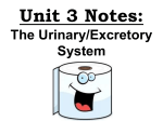 Unit 5 Notes: Basic Urinary Anatomy & Function