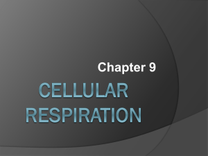 CELLULAR RESPIRATION