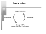 Biosynthesis of Macromolecules