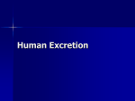 Human Excretion - Mrs. Tyler's Advanced Placement Biology