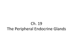 Ch. 19 The Peripheral Endocrine Glands