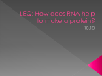 LEQ: How does RNA help to make a protein?