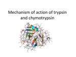 Mechanism of action of trypsin and chymotrypsin