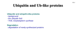 Ubiquitin and Ub