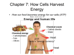 Chapter 7 Harvesting Energy Slides