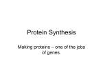 Protein Synthesis - OpotikiCollegeBiology