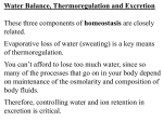 Excretory System