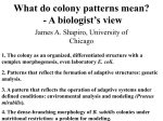 What do colony patterns mean? - James A. Shapiro