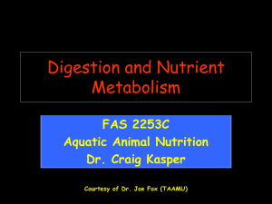 Lecture 4: Digestion and Nutrient Metabolism