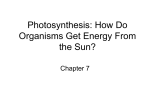 Photosynthesis: How Do Organisms Get Energy From the Sun?