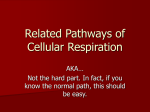 Alternate Pathways of Respiration