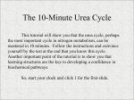 The 10-Minute Urea Cycle